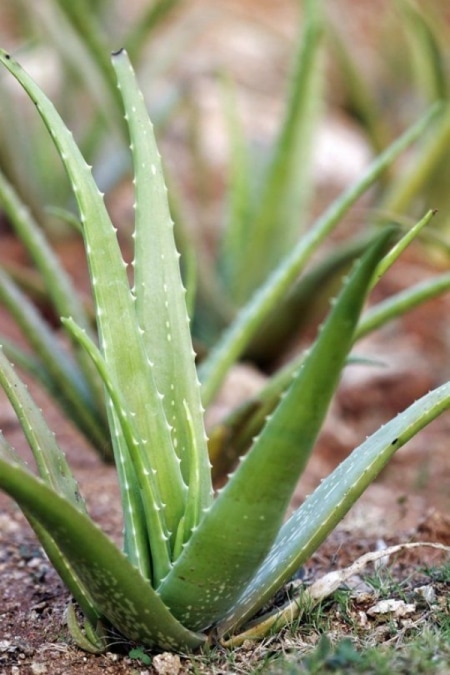 Can You Grow Aloe Vera Outside Enformaherbal Miembro De Herbalife Independiente 3098